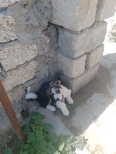 balaca itler satisi: 1 ay, Erkek, Peyvəndli, Ödənişli çatdırılma — 4