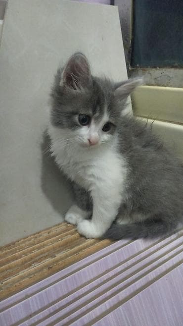 2 ayliq bala pisik sahiplendirilir,ev şəraitində saxlanilib, süddən