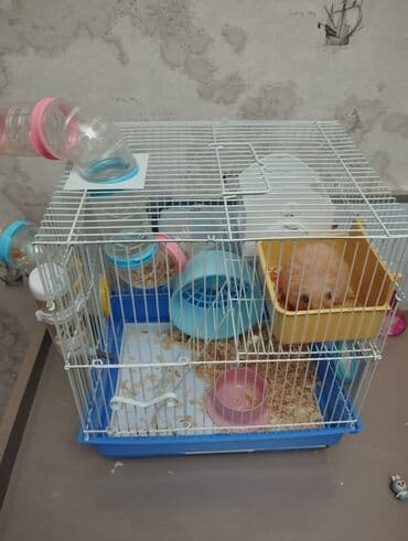 elf bar en ucuz: Hamster və tam dəst qəfəs - Geniş iki mərtəbəli metal qəfəs, mavi — 2