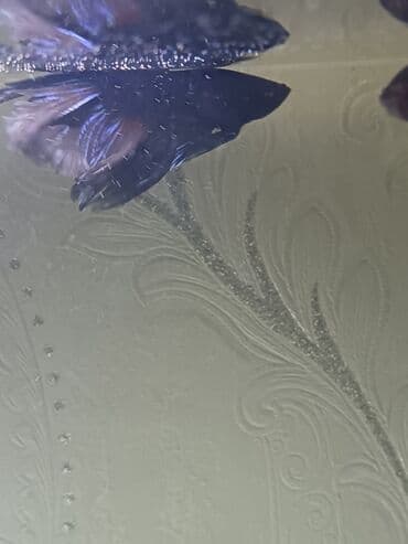 it satışları: Betta (Petuşok balığı), Sülhsevər — 3