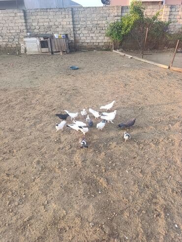 goyercin yuvalari: Məhlə şəraitində saxlanılan müxtəlif rəng və naxışlarda ev — 2