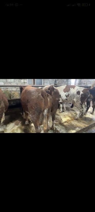 cins ineklerin satisi 2018: İnəklər satılır qiymətlər 5000dən başlayır ünvan bakı əlaqə 0773095759 — 3