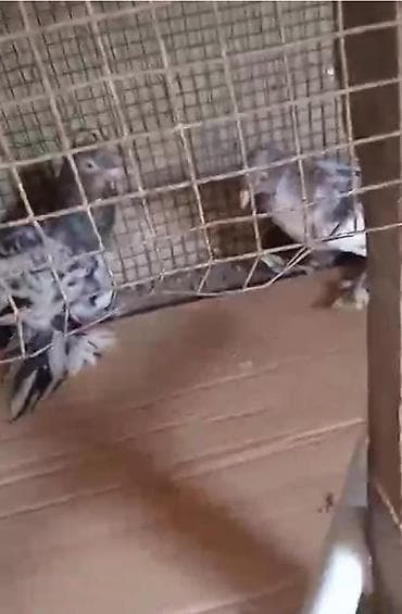 goyercin satışı: Dort eded iri lelekli qus satilir bir anadir iki bala olar kekilsizdir — 7