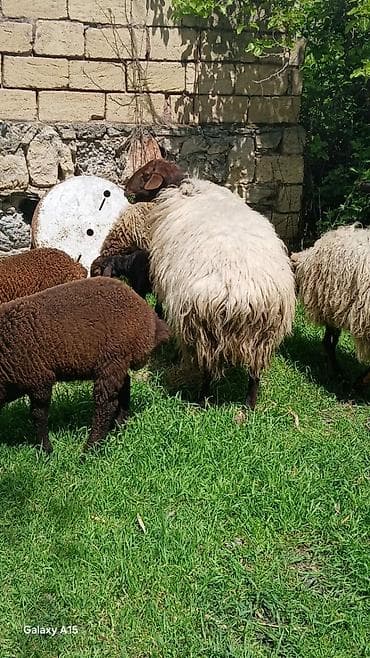 itler tap az: Məhsul: Qoç.Qala sortu 3yaw.real alıya endirim var.elaqe nomre ve — 2