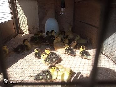 xacmaz heyvan bazari: Ördək balaları satılır:Lal ördək 3 günlük 4 m,15 günlük 5 m,Macar — 3