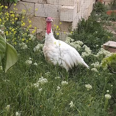 saanen kecisi satilir: Erkək, Kanada, Damazlıq, Ödənişli çatdırılma — 3