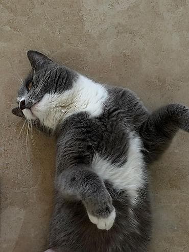 pişik erkek: Britan, Yaxşı əllərə — 2