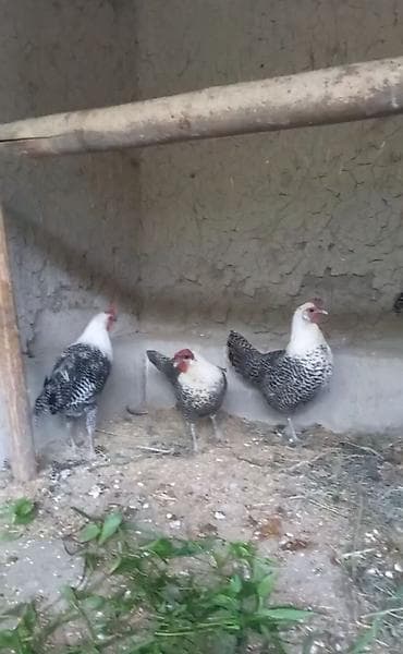 ətlik inək cinsləri: Brekel 2 beçə 2 Yumurtayan Fərə. Cəm 4 ədəd. Qiymət 4 ədədi — 4