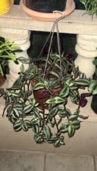 qazon toxumu qiyməti: Her biri ucuz kimete Gencededi catirma var size yaxin yere ancag — 37