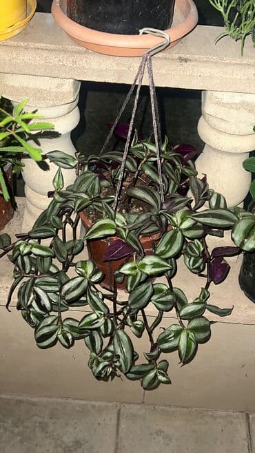 bitki toxumlarinin satisi: Her nov guler var endirimnen verecem Gencedi istiyen yazsin satiş — 42