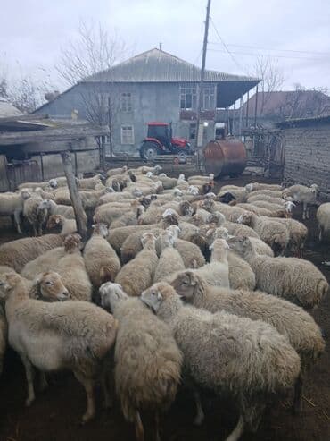 электрическая машинка для стрижки овец: Dişi, il: 5, 45 kq, Damazlıq, Südlük — 7