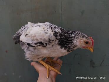 quş satışı: Toyuq, Yumurtalıq — 3