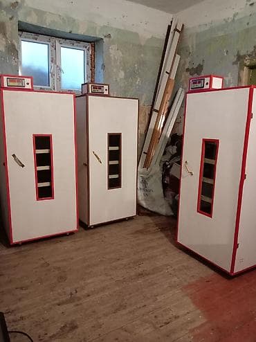 İnkubator 1000 yumurtalıq zakasla yigilir çıxış faizi 85-90 fayizi