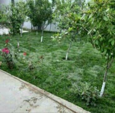 jasmin ağacı: Qazon si̇fari̇şi̇ həyət və villalar ücün yüksək kefiyətli qazon — 7