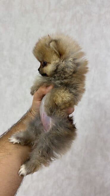 şpiç iti: Şpitz, 2 ay, Dişi, Peyvəndli — 2