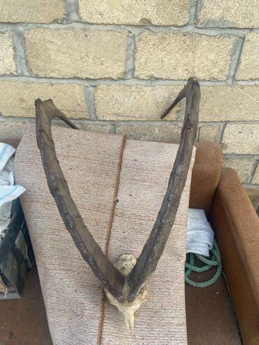 ikinci əl çilçıraqlar: Dagkecisi buynuzu — 2