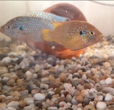 farel balıq: Qızılı Bristlenose Pleco (Ancistrus sp., “Antensiz”/“Sakalcı” som — 3