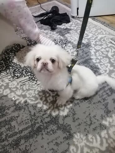 İtlər: Pekines, 4 ay, Erkek, Peyvəndli, Pulsuz çatdırılma — 3