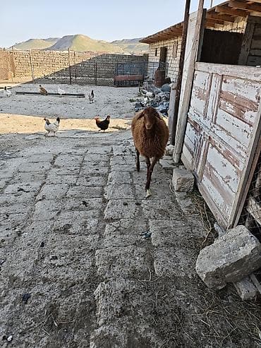 bordaq qoyun: 7ayliqdi saglam heyvandi — 4