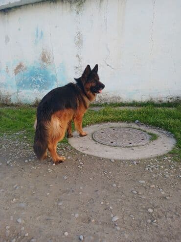 alman ovçarkasi: Alman çoban iti — 2