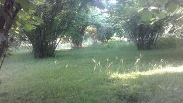 xacmazda findiq bagi satilir: 8 sot, Kupça (Çıxarış) — 2