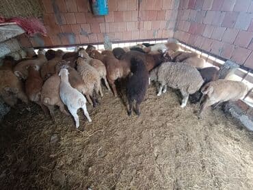 cins ineklerin qiymeti: Salam aleyküm ünvanımz binə atclk qiymet 200 den başdıyır 280 kimi — 12