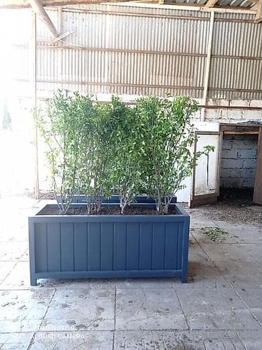 dibçek gulleri: Dibçək güldanlar. Dipçəklər bir başa sexdən.Sex qiymətinə. ♦️Endrim — 9