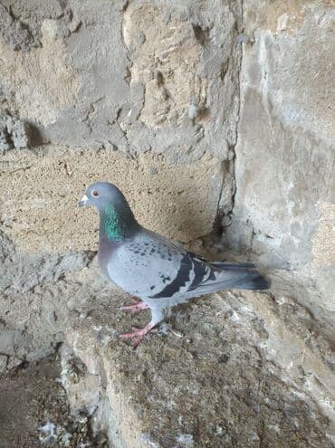 домики для собак: Mayadırlar — 7