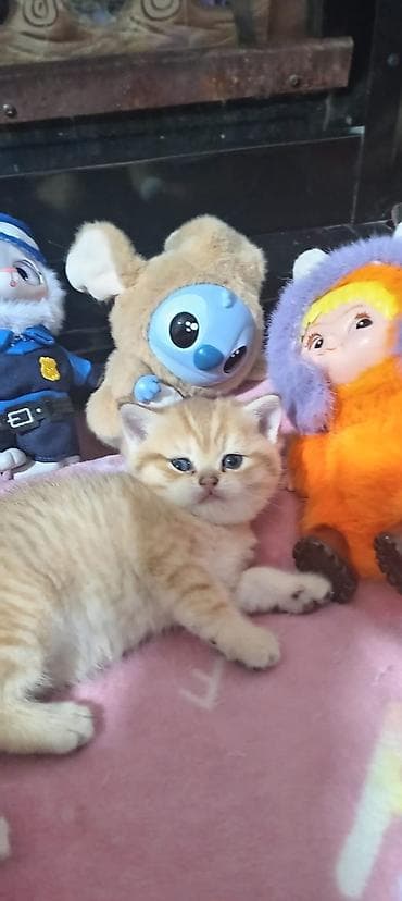 pisik sekileri: Britan, Yaxşı əllərə — 7