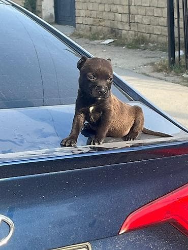 çoban itleri: (Pitbull)Balaca it balası – qara-qonur rəngdə, sinəsində və — 1