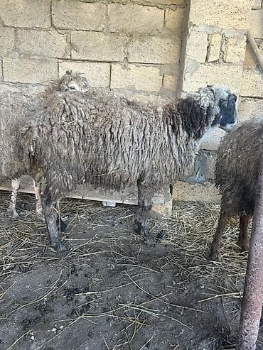 retriever satilir: Bogaz qoyun satilir 5 basdi kom alana endirim olunacaq — 3