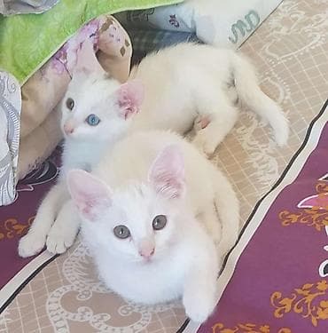 pişik cutleşdirme: Erkək, Yaxşı əllərə — 2