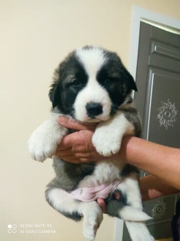 layka iti: Kanqal, 1 ay, Dişi, Cütləşmə üçün, Ödənişli çatdırılma — 1
