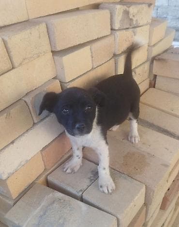 dublonka: Zvonok, 1 ay, Dişi, Cütləşmə üçün, Ödənişli çatdırılma — 5