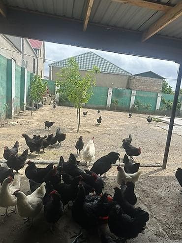 cuca: Toyuq, Australorp, Damazlıq — 9