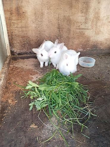 Ağ tüklü balaca dovşanlar - Rəng: tam ağ, qısa tüklü, bəzilərində
