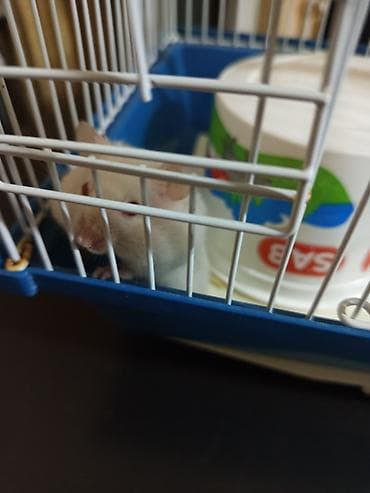 it ucun evler: Ağ rəngli hamster və qəfəs dəsti - Növ: kiçik ev heyvanı – hamster - — 1