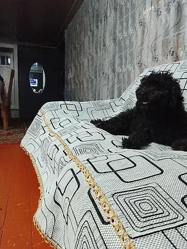 golden retriever satış: Pudel, 1 il, Dişi, Peyvəndli, Ünvandan götürmə — 3