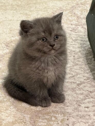 pişik eşyaları: Britan, Dişi, Ünvandan götürmə, Pulsuz çatdırılma, Ödənişli çatdırılma — 4