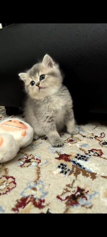 bala pişik şəkilləri: Britan — 1