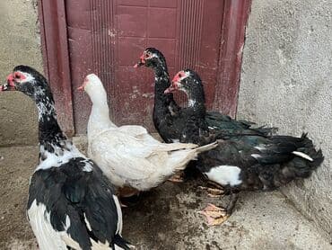 kayuqa ordek: Erkək, | Lal ördək, Ətlik, Ünvandan götürmə — 2