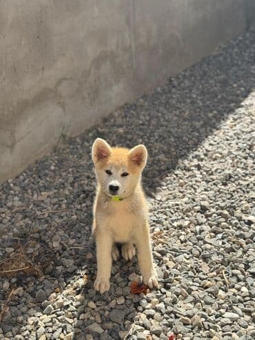 купить хаски щенка: Хаски, 3 месяца, Самка — 2