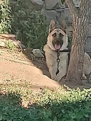 boyuk itler: Alman çoban iti, 1 il — 3