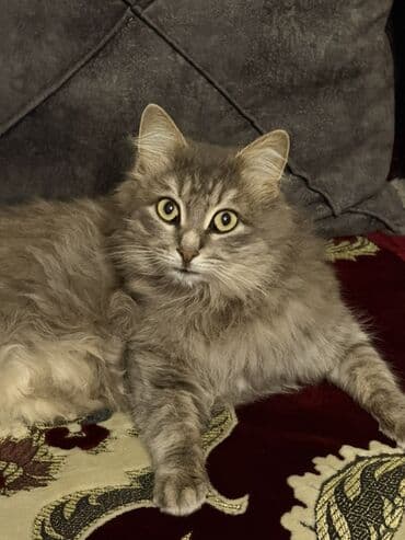 pişiy pulsuz: Qiymetde razilasmag olar — 2