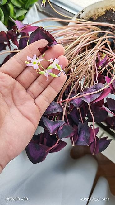 Oxalis (kəpənək gülü)