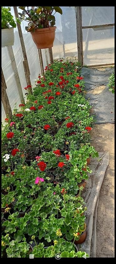 qirmizi kala gulu: Məhsul: Sardunya (Pelargonium) saksı gülləri Təsvir: - İsti, canlı — 10
