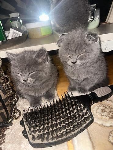 qurdbasar iti satisi: Britan, Pulsuz çatdırılma — 8