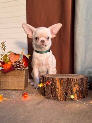 купить собаку болонку: Чихуахуа, 2 месяца, Самец, Бесплатная доставка — 1