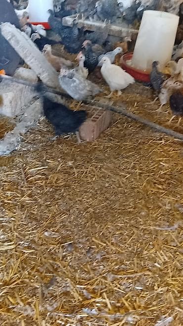 xoruzun nece rengi var: Toyuq cücələri, Ətlik — 5