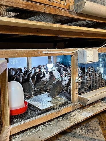 qu qusu sekilleri: Məhsul: Dağ kekliyi (Alectoris chukar) – sürü halında Təsvir: - — 5